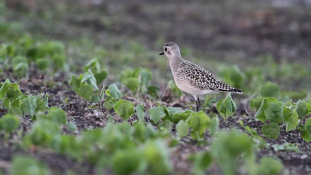 Black-bellied Plover - ML471414