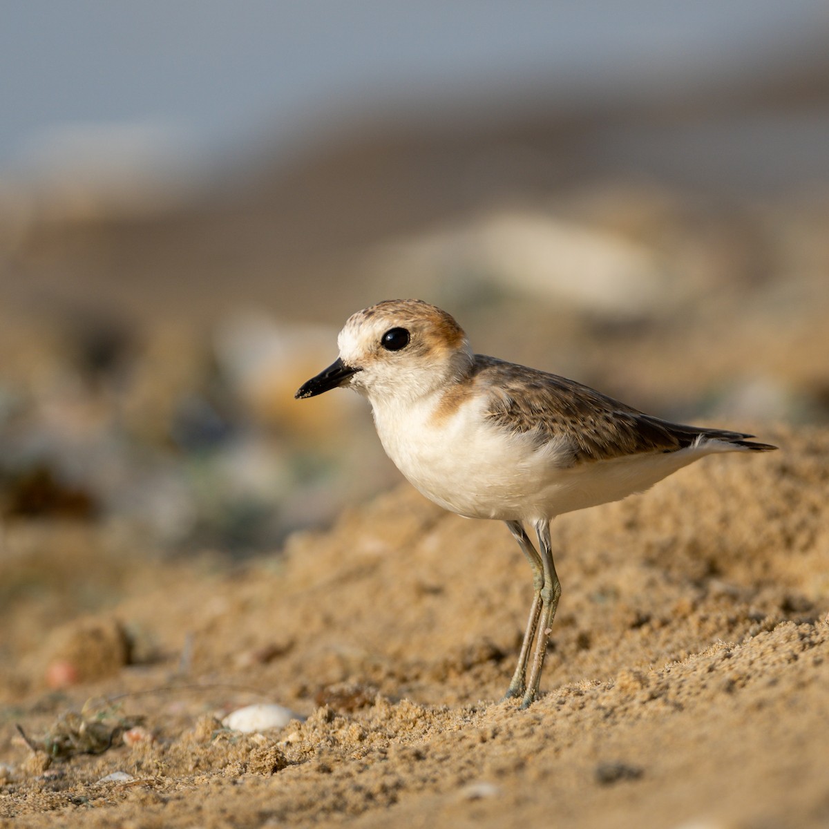 White-faced Plover - ML471414381