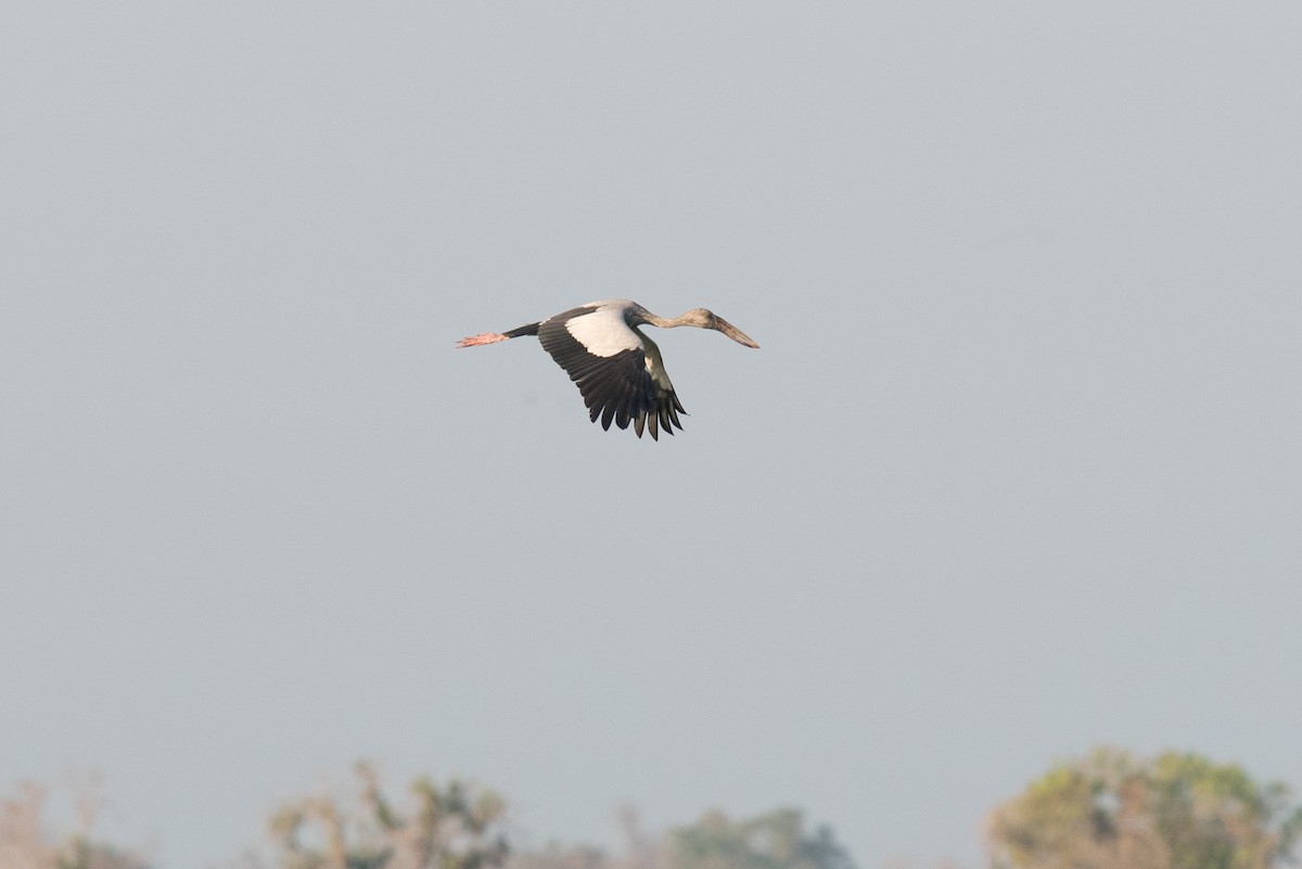 Asian Openbill - ML47141441