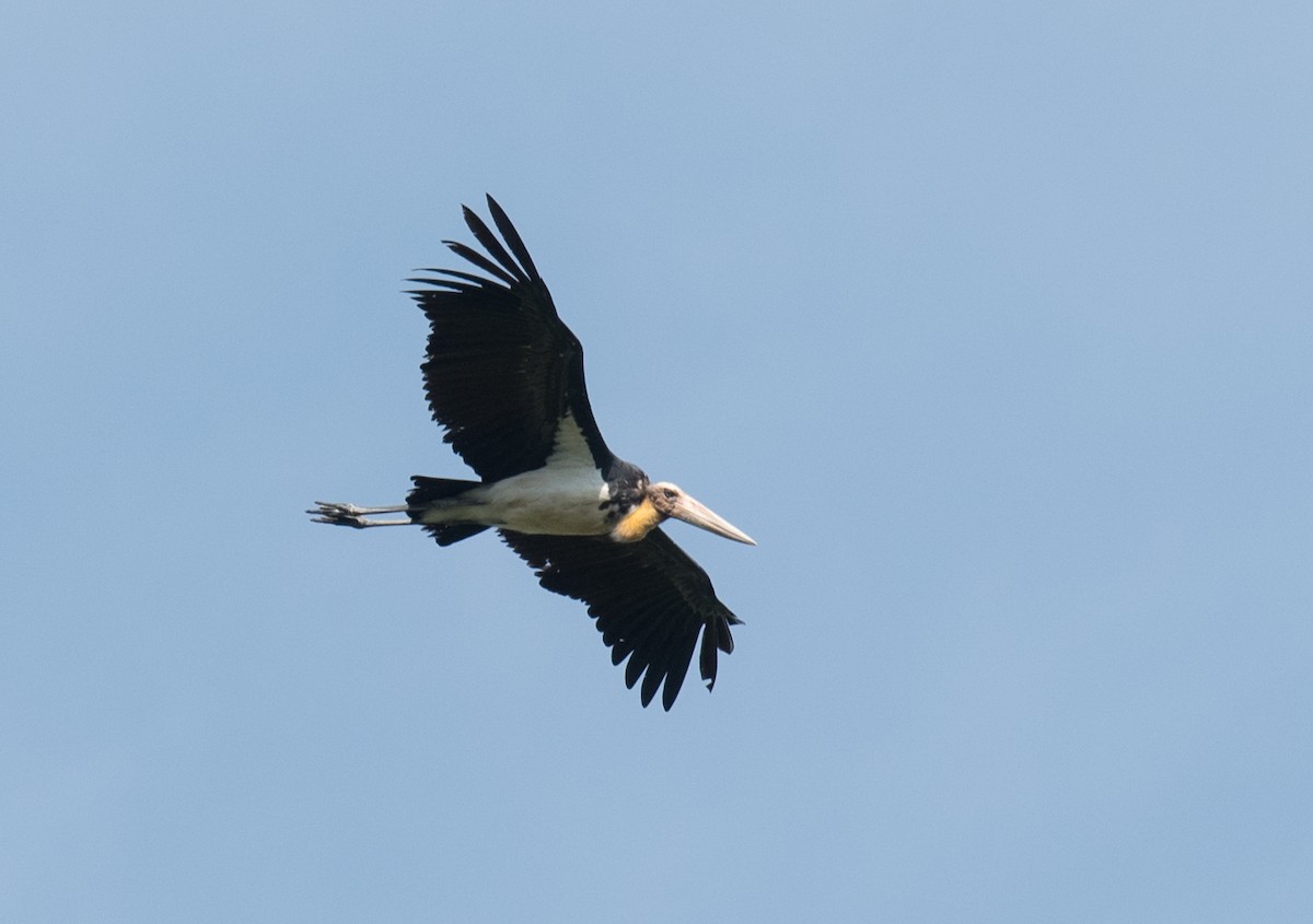 Lesser Adjutant - ML47141451