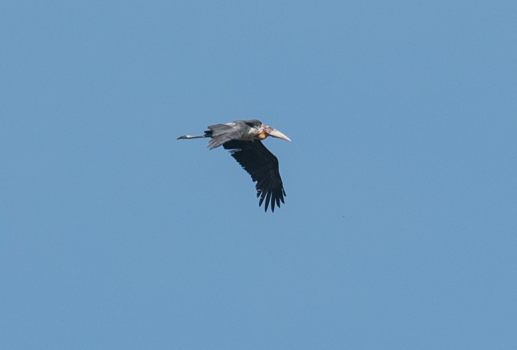 Greater Adjutant - Aaron Lang