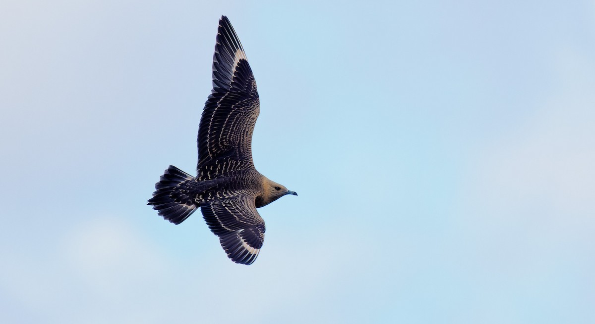 Parasitic Jaeger - ML471415061