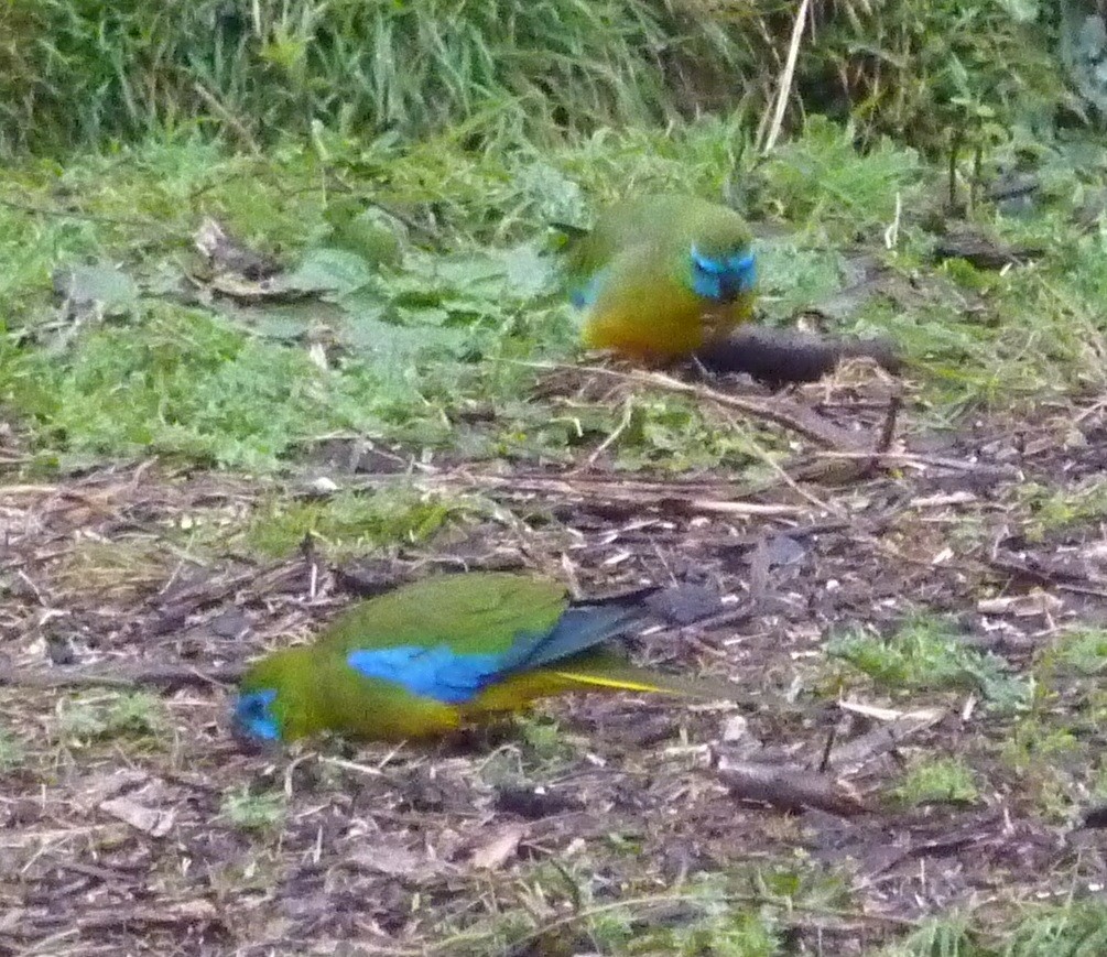 Turquoise Parrot - ML471415421