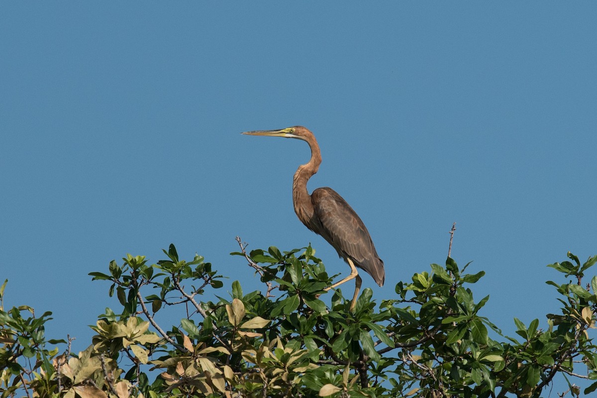 Purple Heron - Aaron Lang