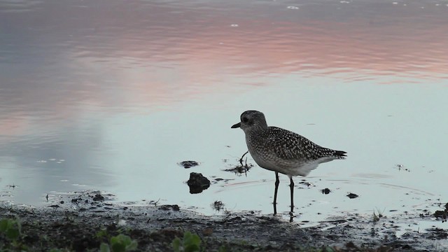 Black-bellied Plover - ML471416