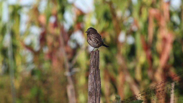 Song Sparrow - ML471417