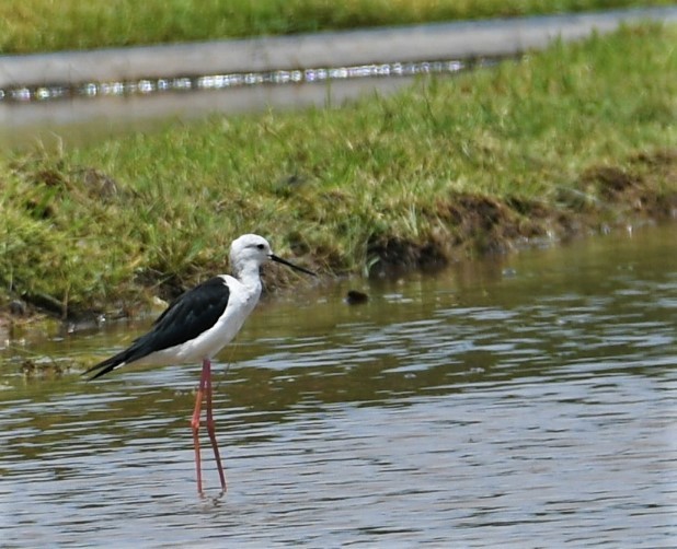 Black-winged Stilt - ML471417901