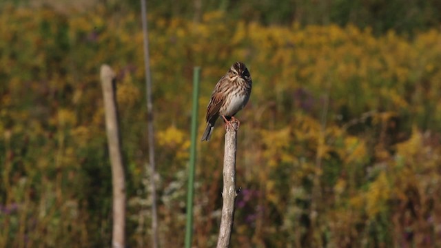 Savannah Sparrow - ML471418