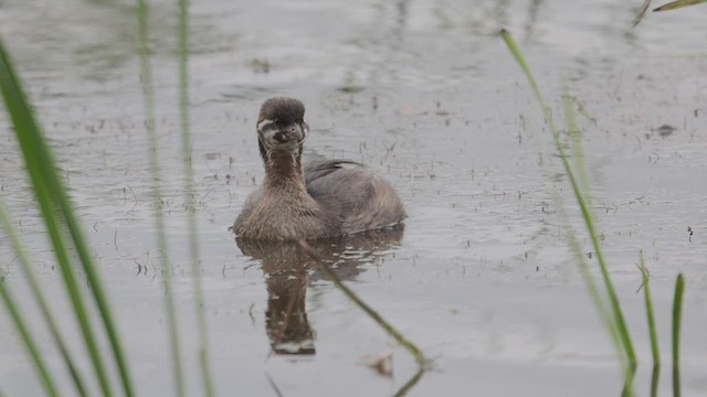 Pied-billed Grebe - ML471419451