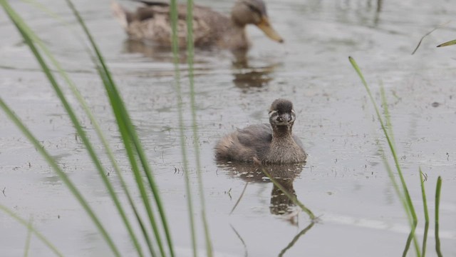 Pied-billed Grebe - ML471419461