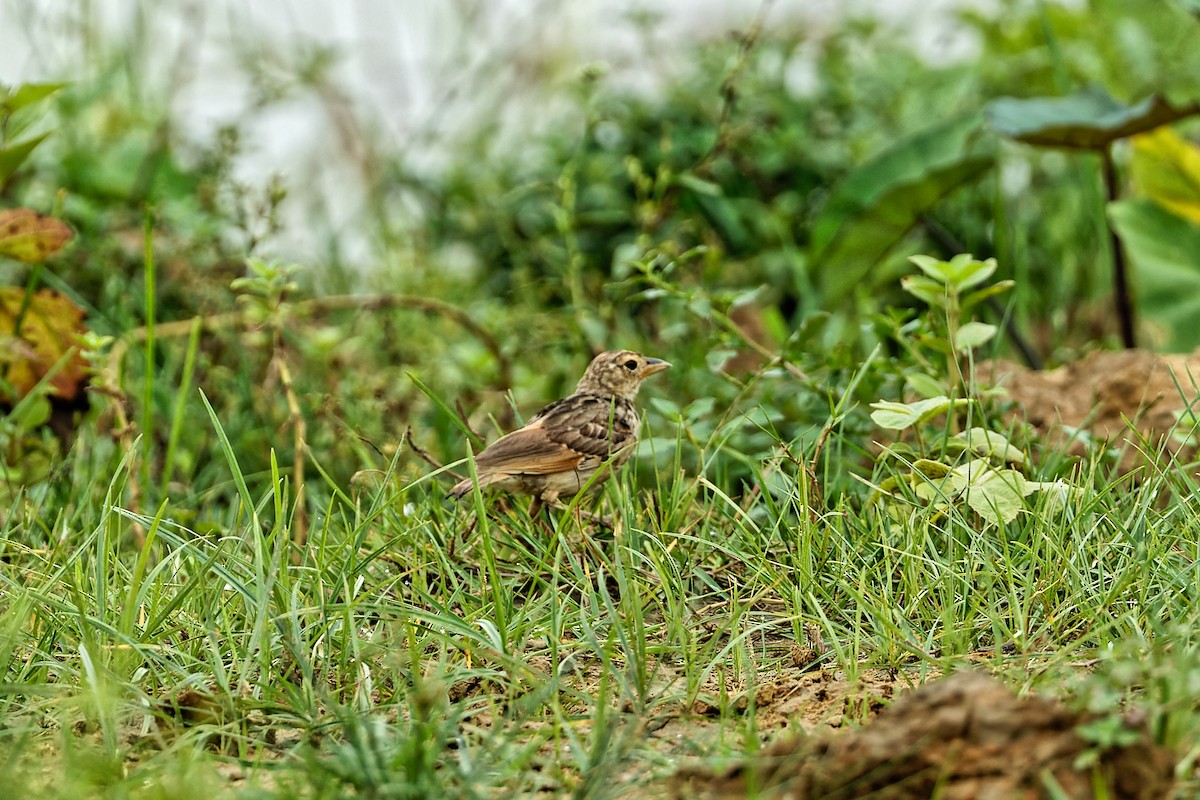 Bengal Bushlark - ML471419671