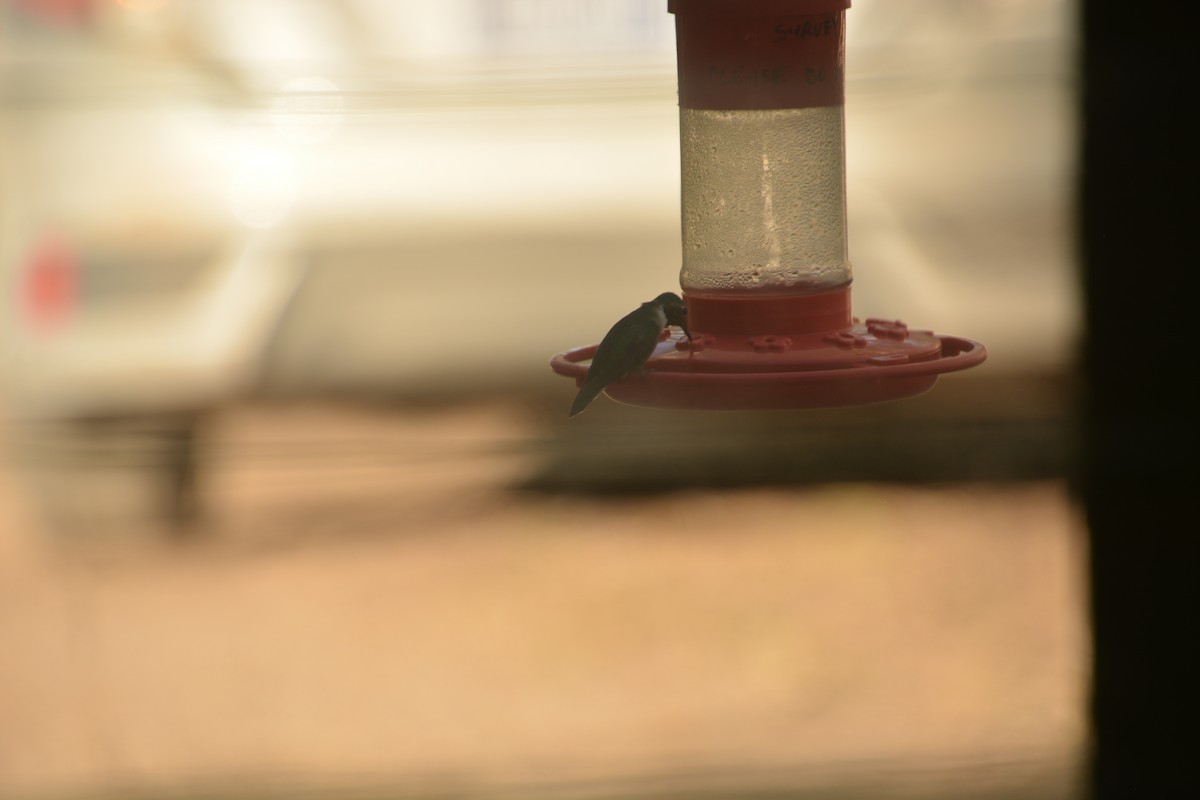 Colibri à queue large - ML471420761