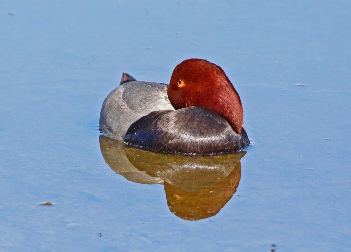 Fuligule à tête rouge - ML47142091