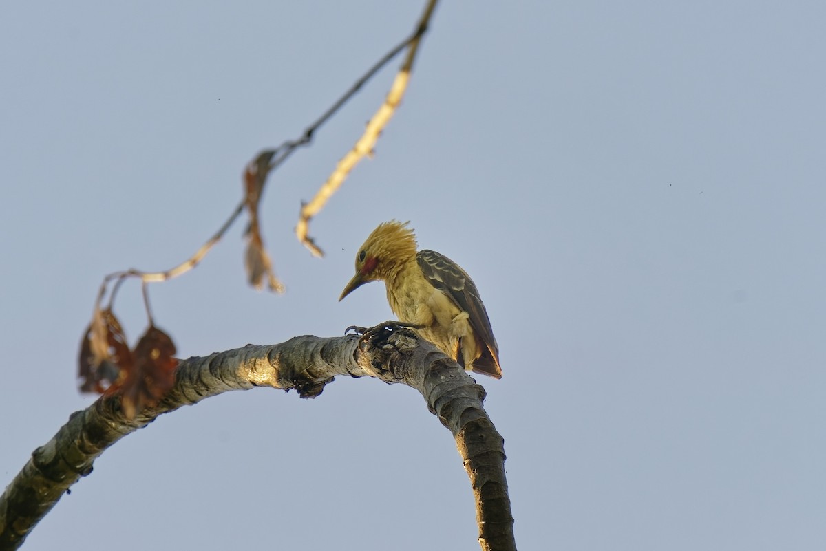 Cream-colored Woodpecker - ML471422101