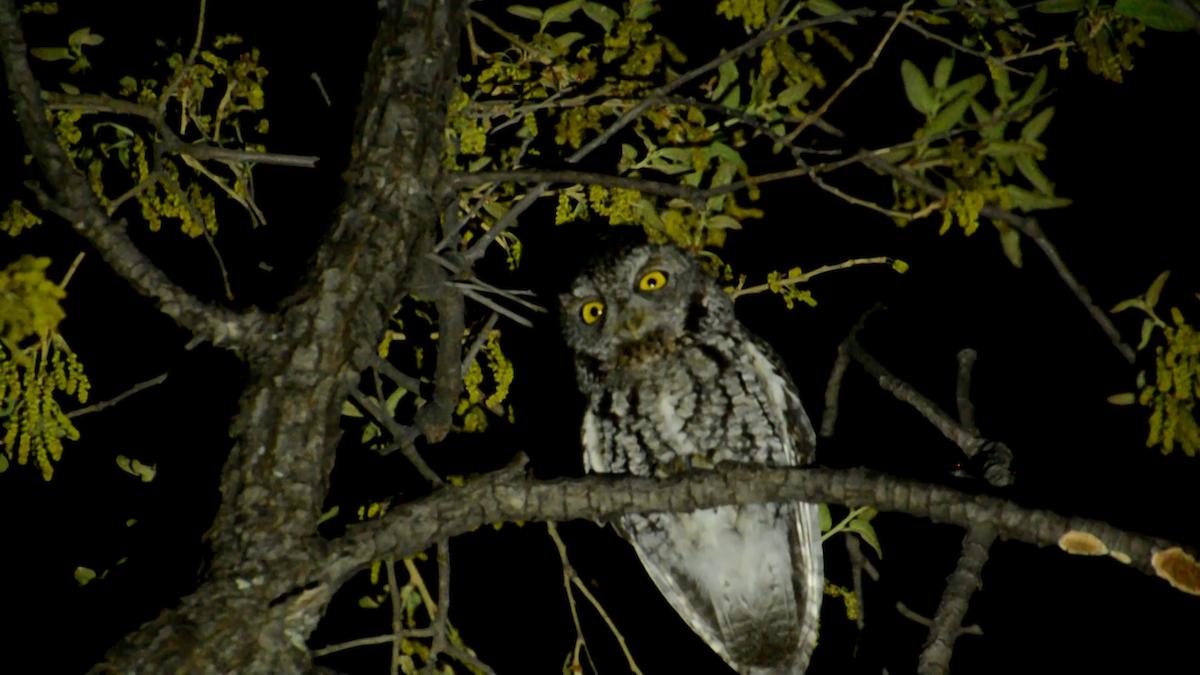 Whiskered Screech-Owl - ML471422181