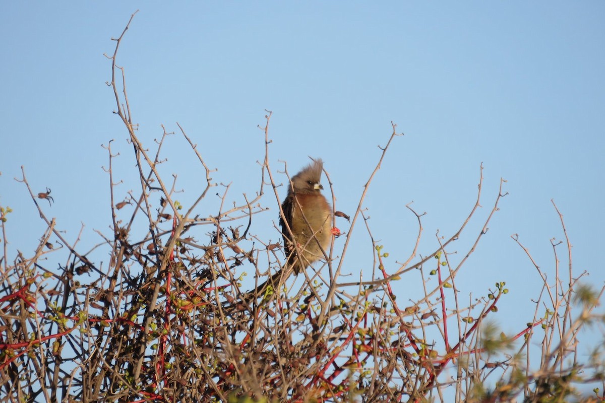 Speckled Mousebird - ML471424721