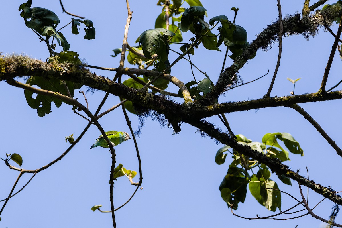 Grauer's Broadbill - ML471425511