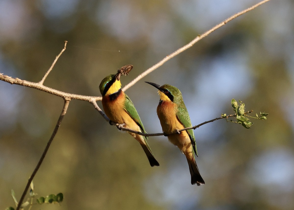 Little Bee-eater - ML471425561