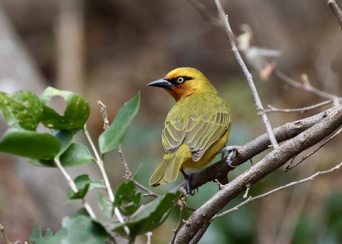 Spectacled Weaver - ML471426731