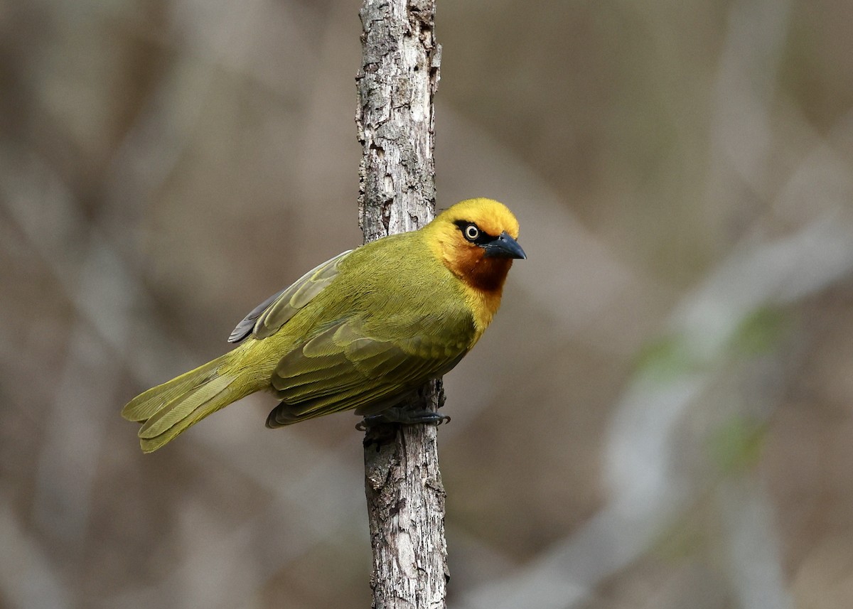 Spectacled Weaver - ML471426791