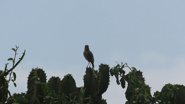 Rufous-naped Lark - ML471428101