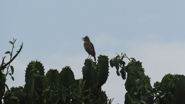 Rufous-naped Lark - ML471428421