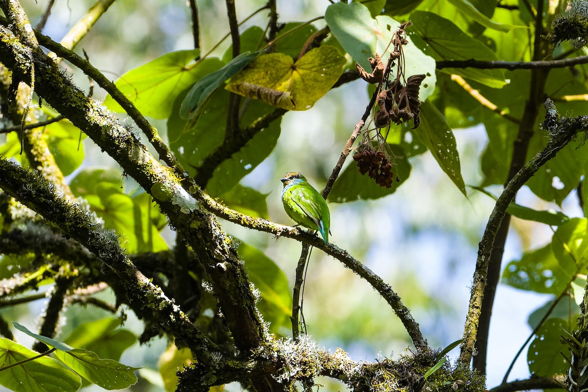 Grauer's Broadbill - ML471429121