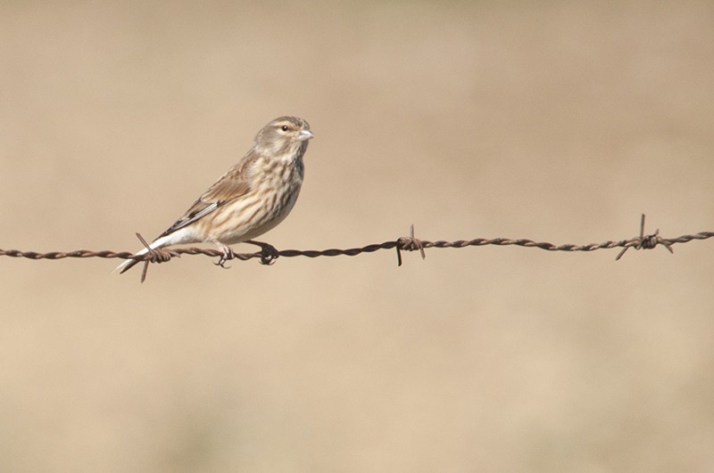 Eurasian Linnet - ML471429391