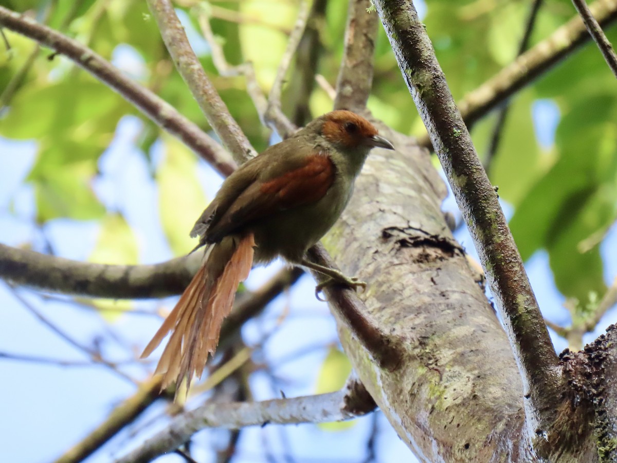 Red-faced Spinetail - ML471430251