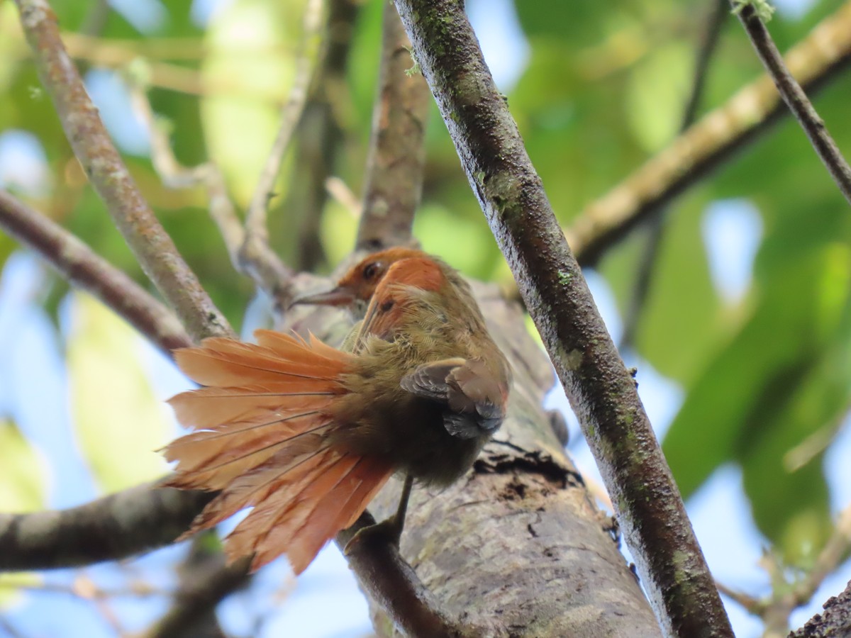 Red-faced Spinetail - ML471430261