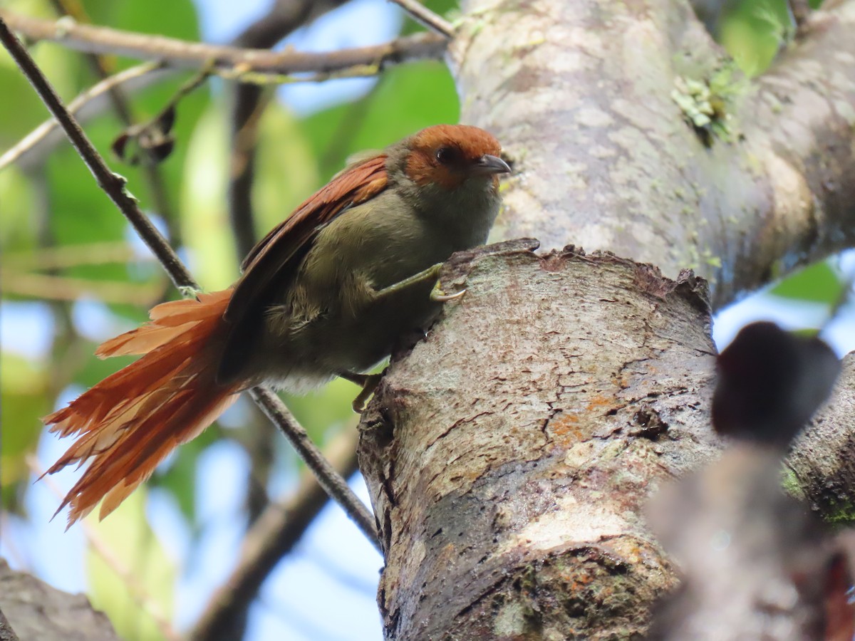 Red-faced Spinetail - ML471430271
