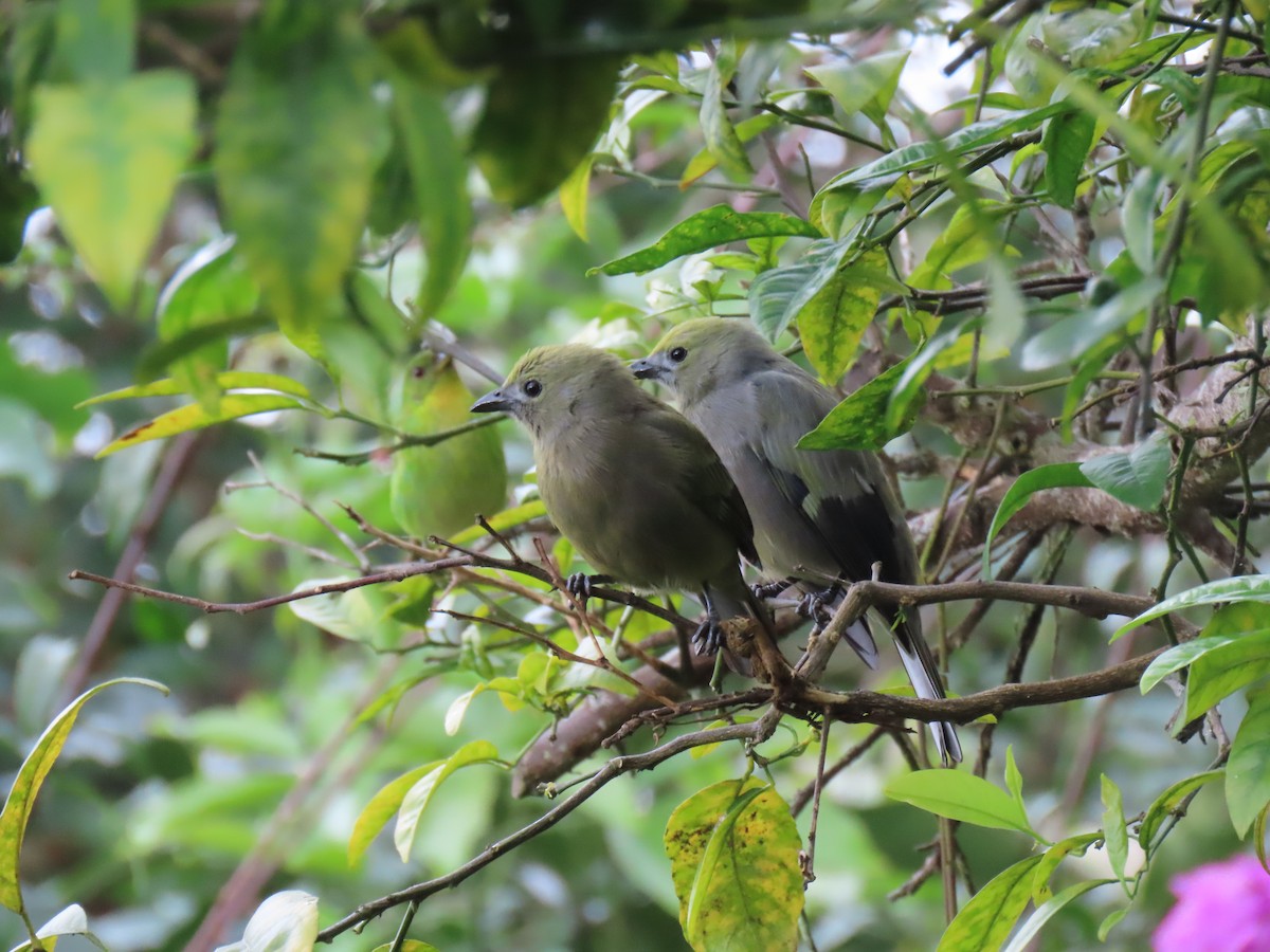 Palm Tanager - Jose Martinez De Valdenebro