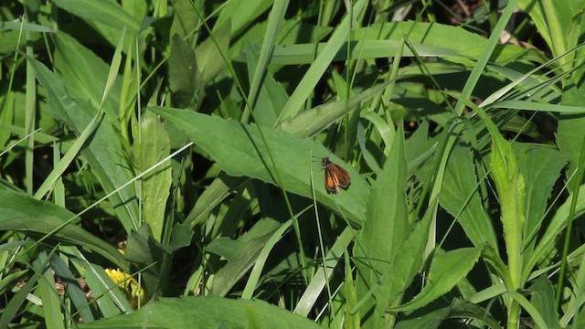 Least Skipper - ML471431