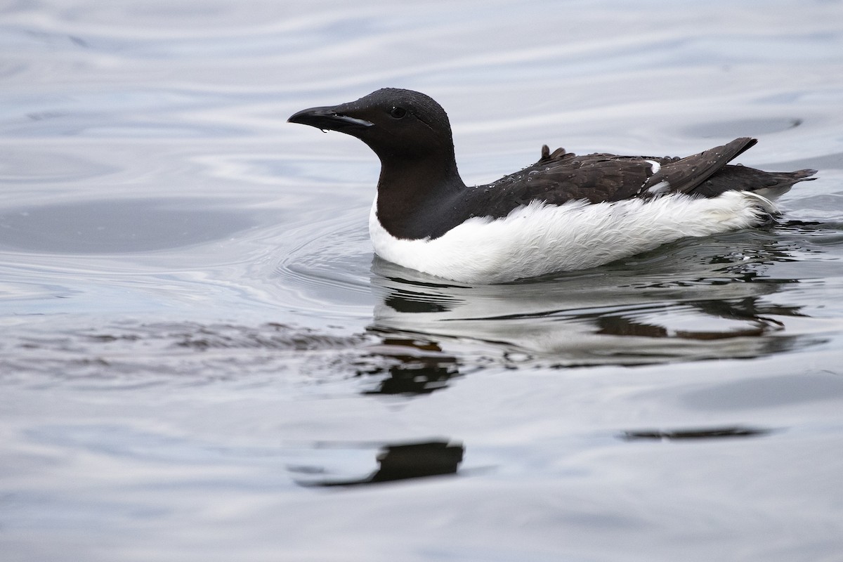 Thick-billed Murre - Michael Stubblefield