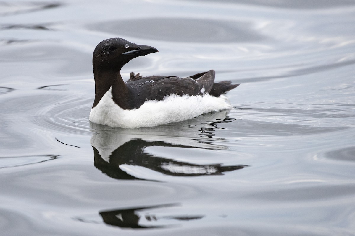 Thick-billed Murre - Michael Stubblefield