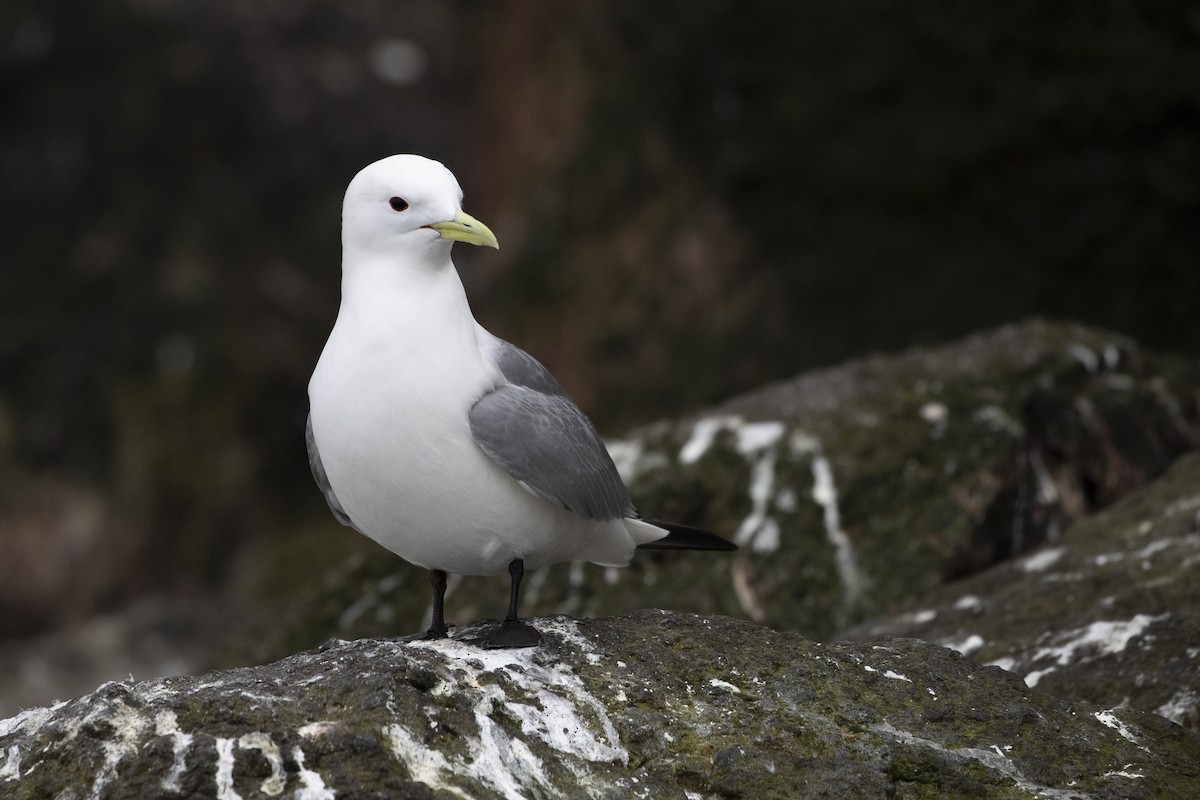 ミツユビカモメ（pollicaris） - ML471432491