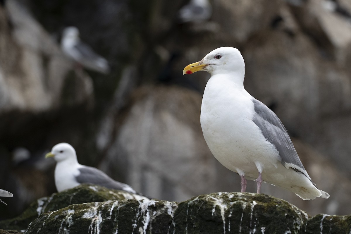 Glaucous-winged Gull - ML471432731