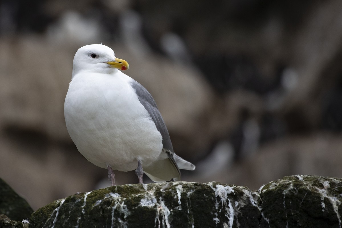 Glaucous-winged Gull - ML471432741