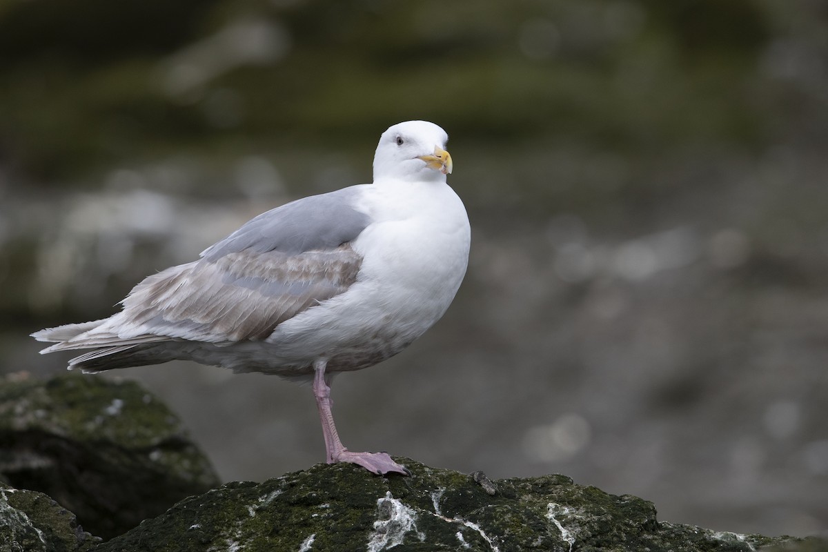 Glaucous-winged Gull - ML471432751