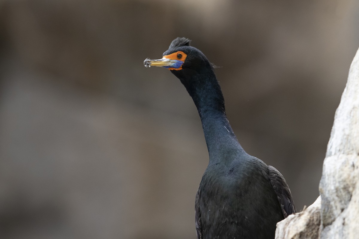 Red-faced Cormorant - ML471432831