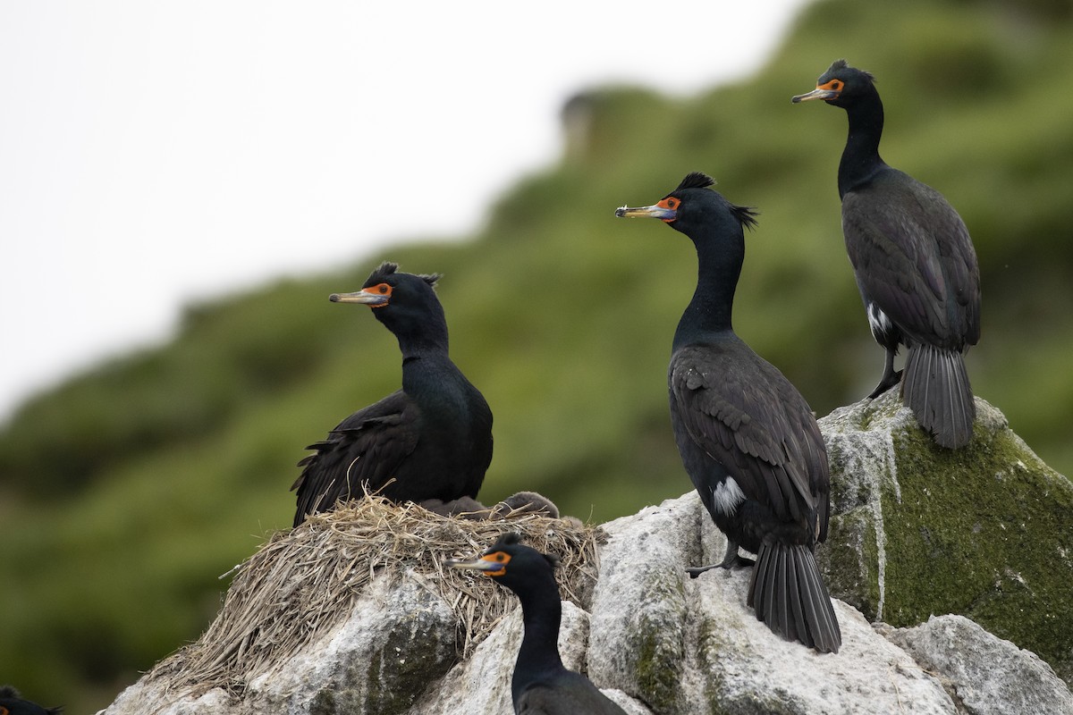 Cormorán Carirrojo - ML471432861