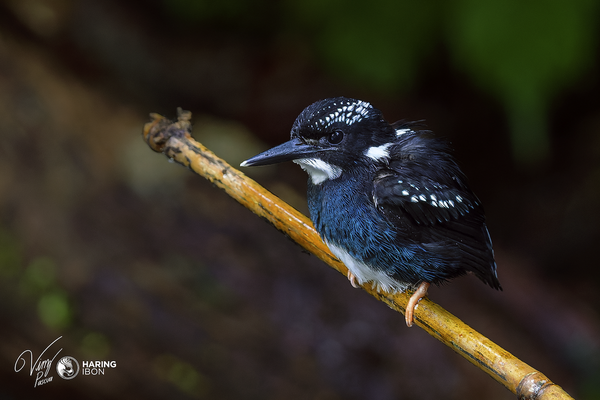 Southern Silvery-Kingfisher - Vinz Pascua