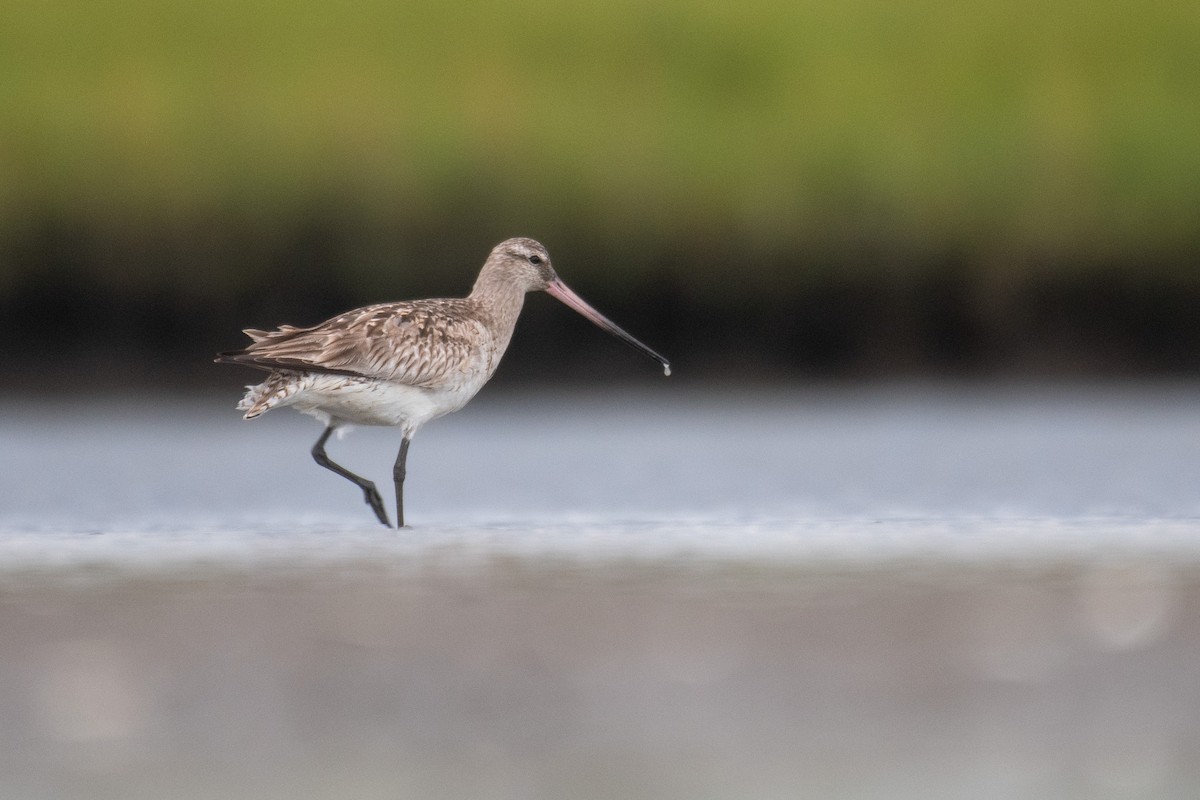 Bar-tailed Godwit (Siberian) - Jay Rand