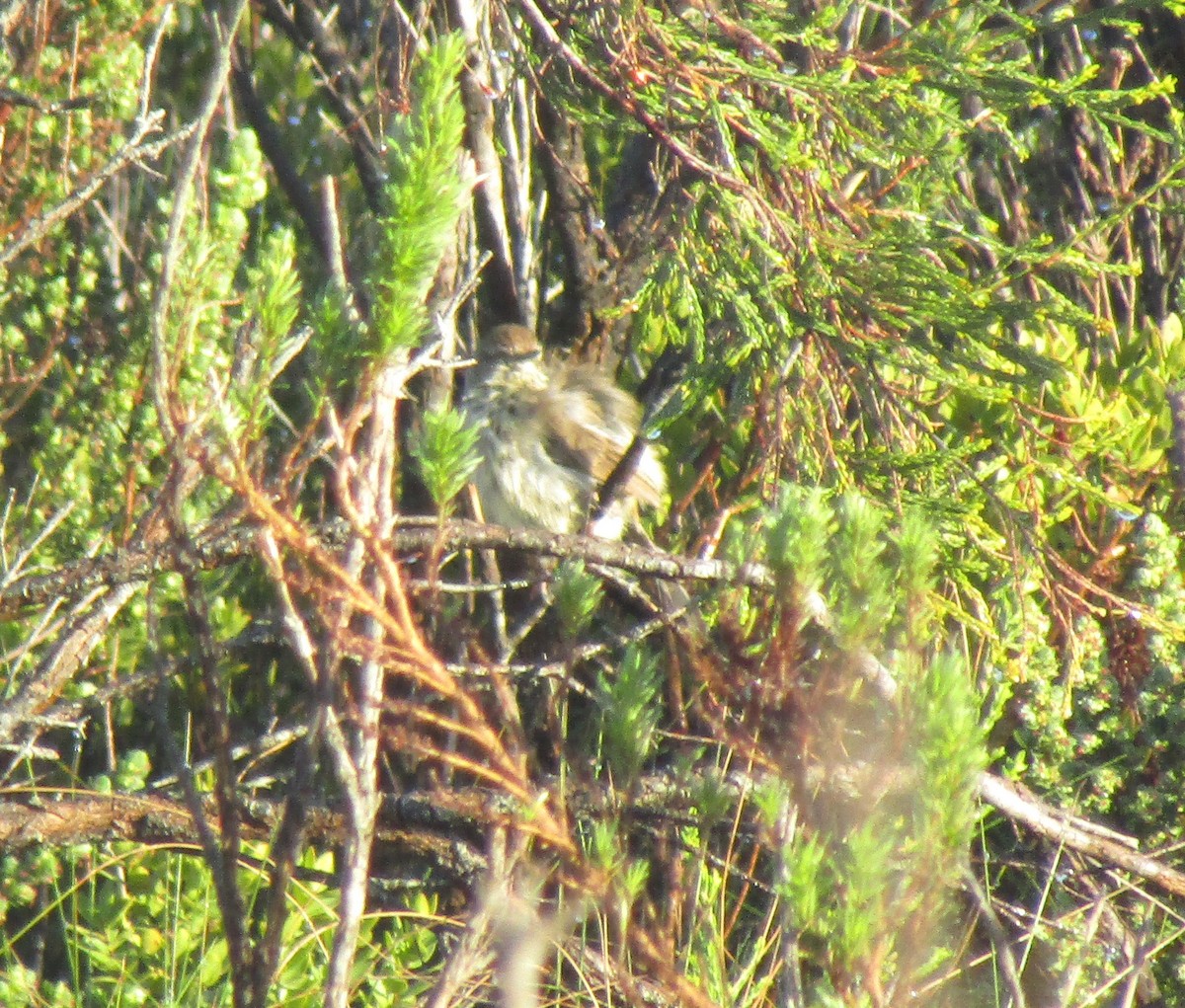 Karoo Prinia - Gareth Bain