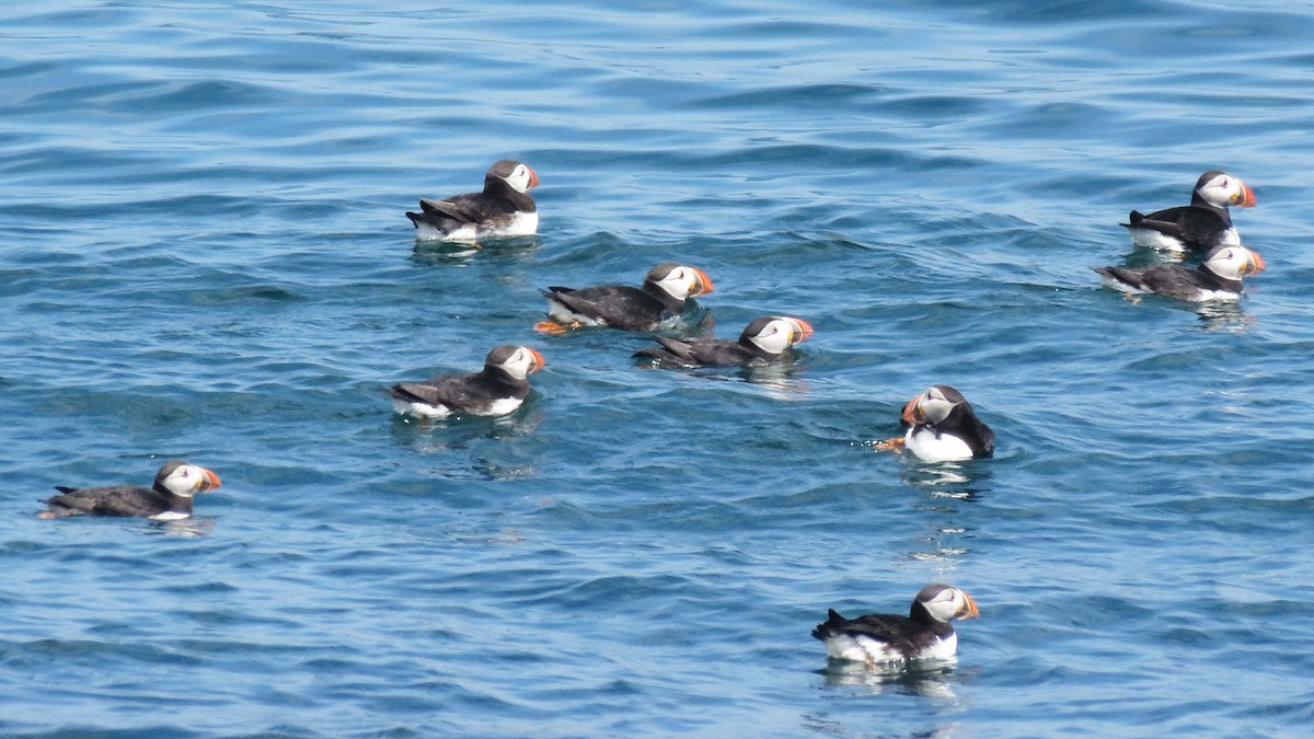 Atlantic Puffin - ML471439701