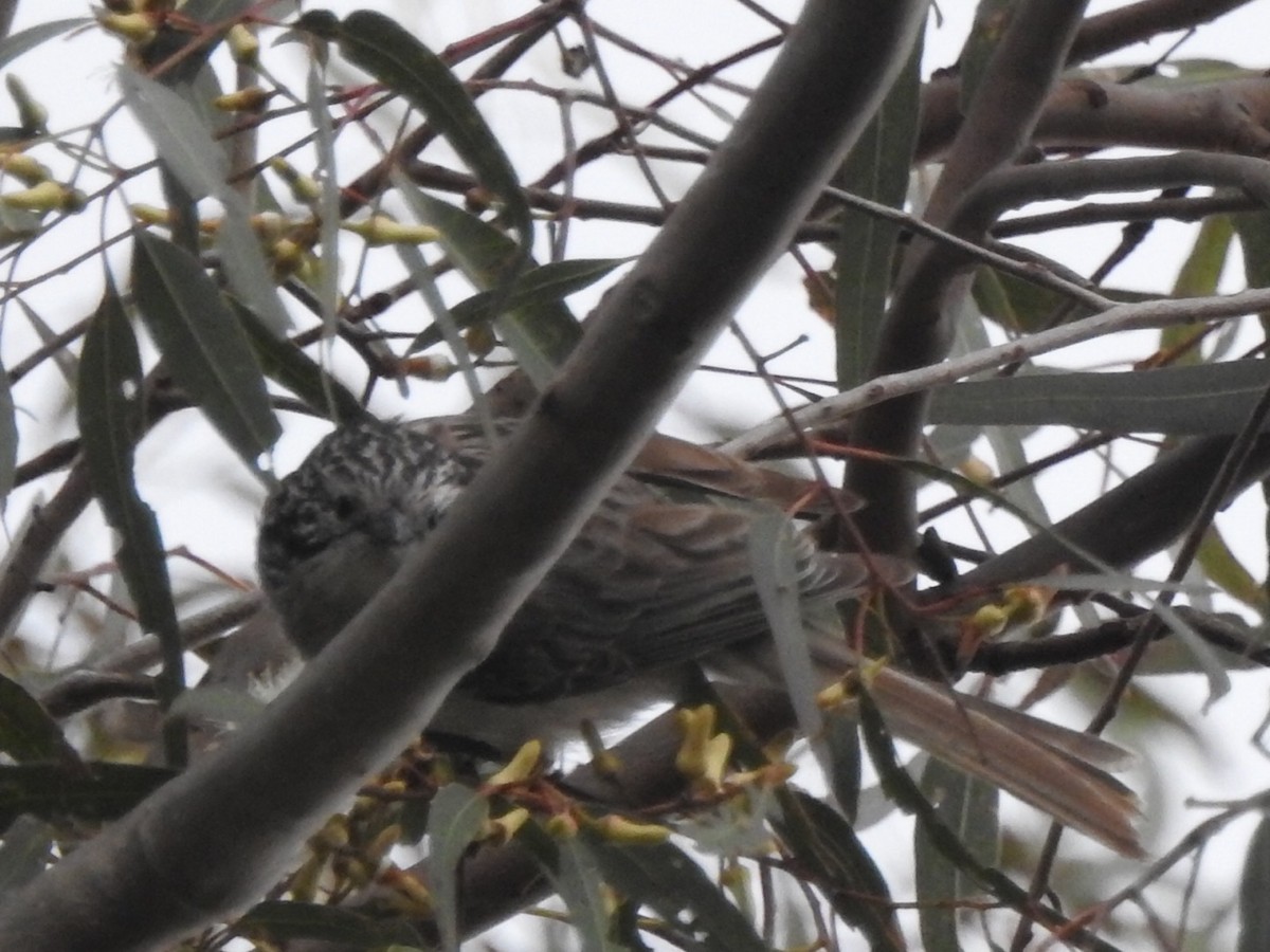 Striped Honeyeater - ML471439811