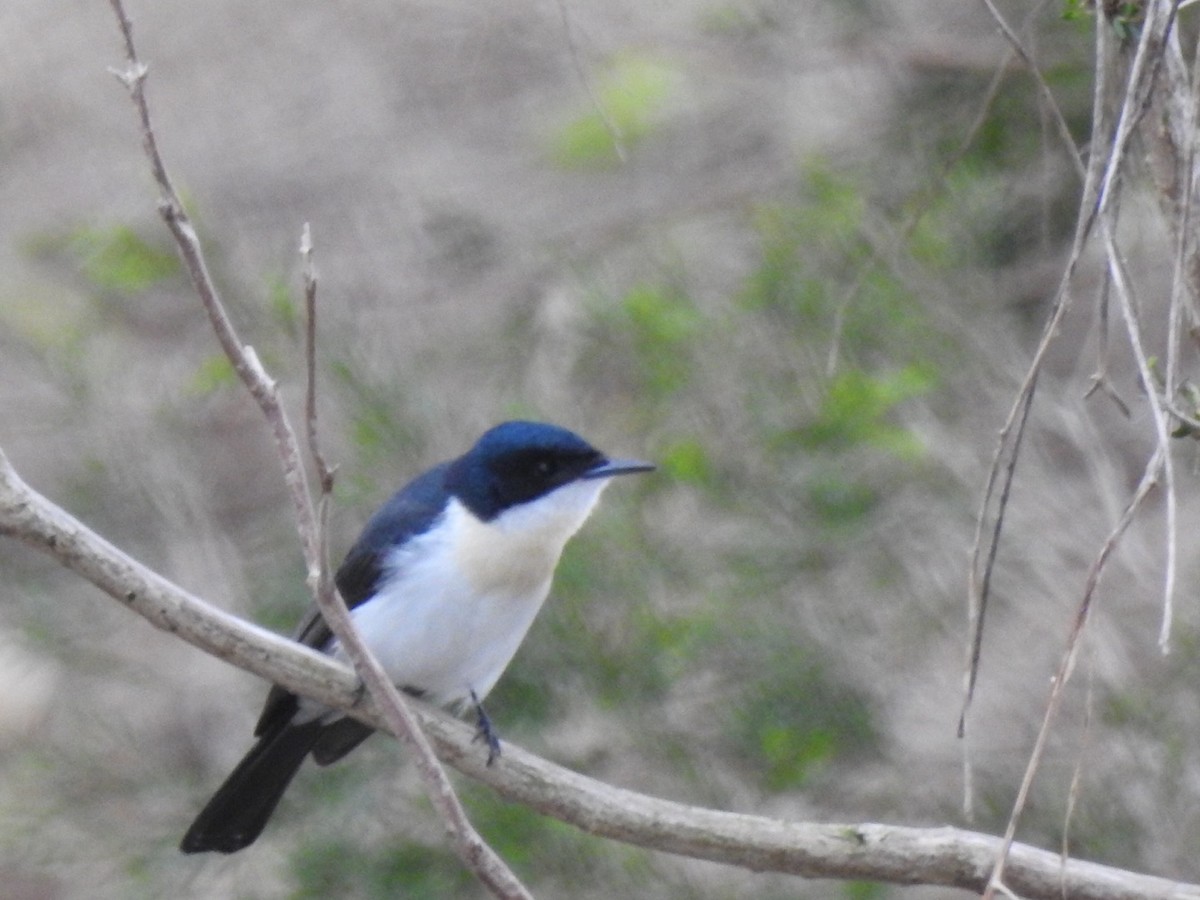 Restless Flycatcher - ML471439921