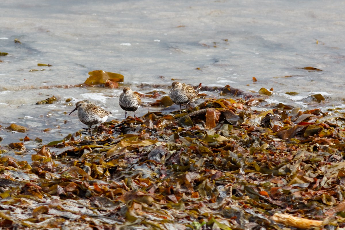 Dunlin - ML471440181