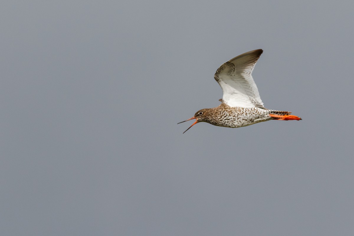 Common Redshank - Iain Robson