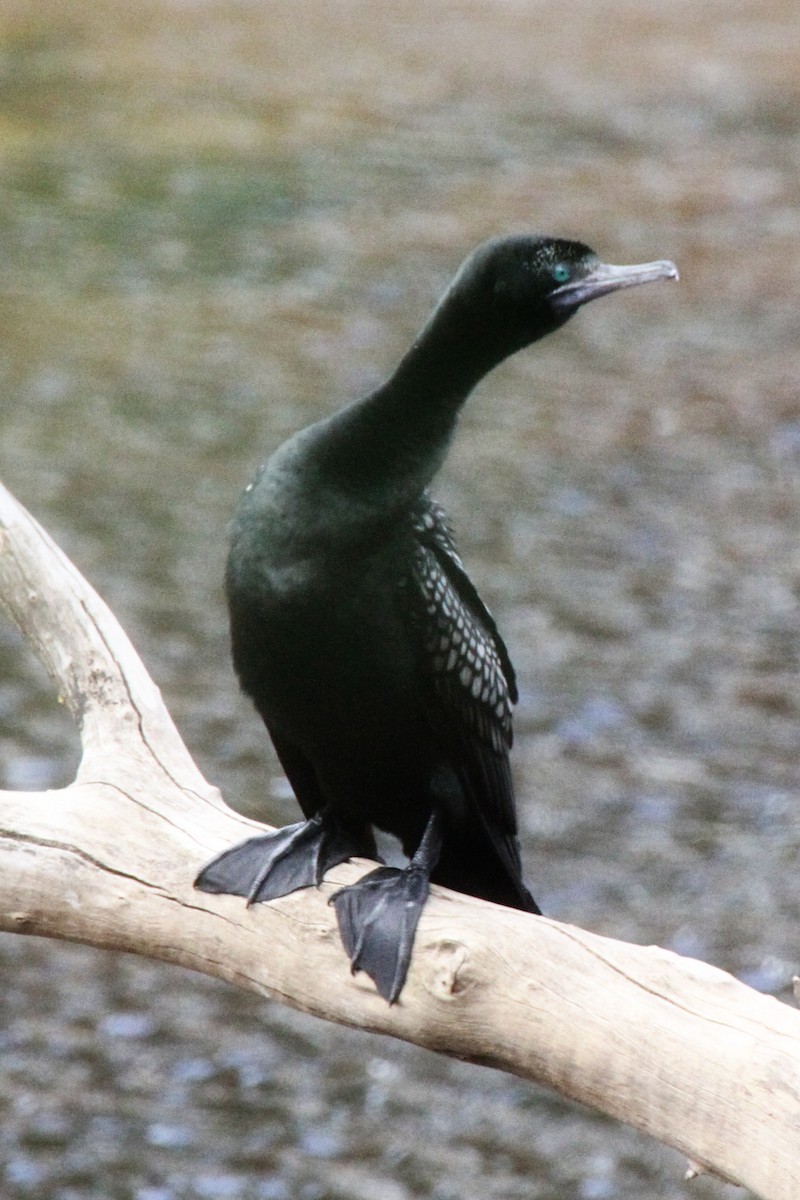 Little Black Cormorant - ML471440921